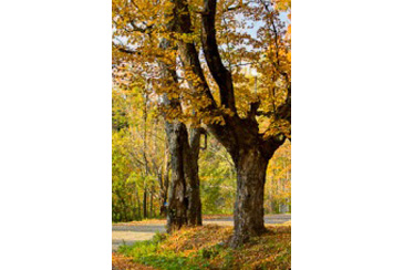 Fall Foliage