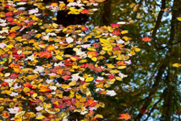 Fall Foliage